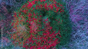 Holly (Ilex aquifolium) with red berries in the Pasiegos Valleys of Burgos and Cantabria. Burgos. Castile and Leon. Cantabria. Spain. Europe