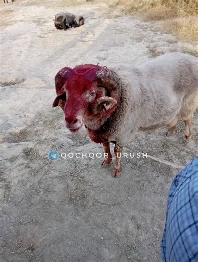 QO'CHQOR URUSH ™ | QONGLI JANG🤯 #chempion #qochqor #qochqorurush #tagal #qochqorlar #rekkachiq #rekkachiqaraylik❤️😊😉 #rekkaciqiplos😹200k❤️ | Instagram