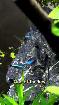 Cardinal Tetra Colors and Markings: What Makes Them Glow 🐠✨