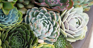 Coconut Coir for Succulents | Succulents and Sunshine