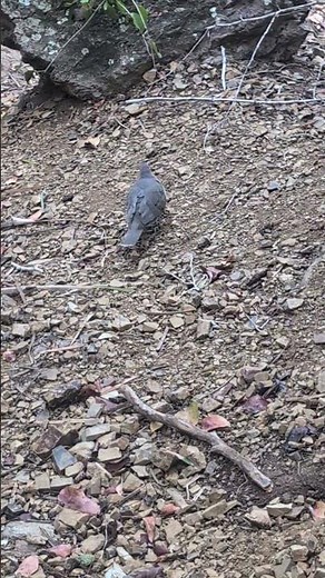 A very confident White-tipped Dove strutting his stuff 😎