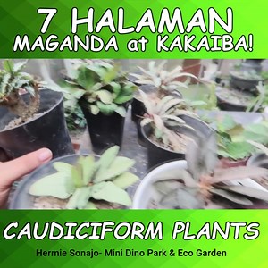 7 Caudiciform Plants more videos???>>>https://youtu.be/vKDmEPCBrSE?si=_epLxhXeNoxm7vLn | Herminigildo Alday Sonajo