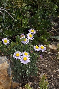 Erigeron tener - Alchetron, The Free Social Encyclopedia