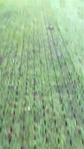 Verti-draining operations on all fairways have now commenced on the golf course as of yesterday. This deep-tine aeration process relieves compaction, improves subsurface drainage and enhances root development by allowing greater air and water penetration into the soil profile. Work will continue progressively over the next one to two weeks, subject to ground and weather conditions. Some temporary surface disturbance may be visible, but this is a key maintenance practice that will significantly i