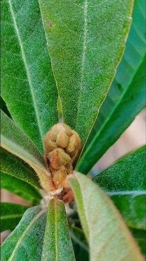 種から育てたビワ、やっと変化がありました！/鉢植えビワ 6年目/コンテナ栽培 ビワ/#shorts