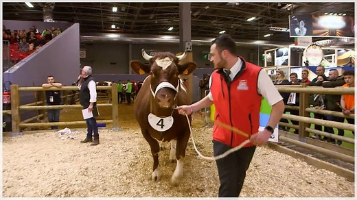 13K views · 192 reactions | En 2020, Antoine et sa vache Lisette ont remporté le prix de la meilleure rouge-des-prés. Une immense émotion pour l'agriculteur et sa bête. | Golden TV | Facebook
