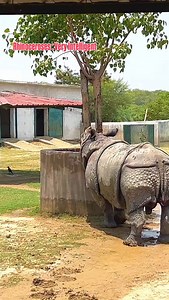 5.1K views · 231 reactions | Facts: Rhinoceroses #wildlife #gorakhpurzoodryogesh #trending #rhinoceros #nature #facts #inteligente | GorakhpurZoo DrYogesh Pratap | Facebook
