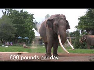 Zoo poop -- It helps keep Metrozoo 'green'