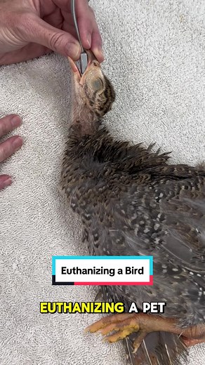 Trigger warning: Euthanizing a Pet In this video I will walk you through the euthanasia of a bird. I know it may be hard to watch, but sometimes knowing more about a subject can make the experience less scary if you ever have to go through it with your own pets. As a veterinarian, one of the most important parts of my job is preventing the suffering of animals, and this includes helping them pass peacefully when needed. This Guinea keet was owned by my family member who gave permission to film. 