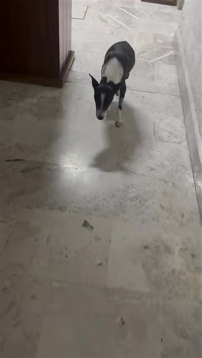 19K views · 839 reactions | Puesssss que creennnnnn ? Rango amaneció un poco mejor ,anda un poco activo y eso es buena señal  ya recorrió todo el hospital  veterinario porque ya saben que le encanta el chisme 凉 pero todavía seguirá en observación  De corazón muchísimas gracias a todossss por sus muestras de cariño 﫶 hacia rango , toda esa buena energía, sus oraciones le está llegando a él  gracias  gracias  gracia | Rango Tixtla | Facebook