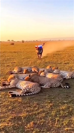 Warthog Scares Sleeping Cheetahs With Siren 😂🚨🔥 #shorts #youtubeshorts #shortsfeed #viral