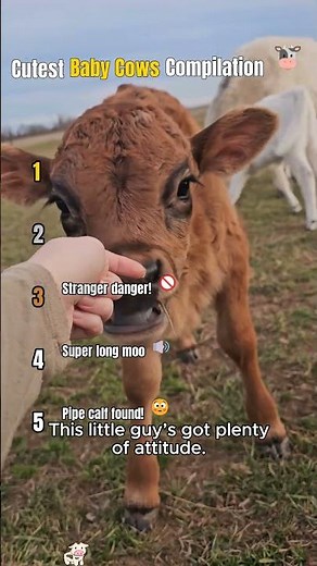Cutest Baby Cow Compilation! 🐮🍼