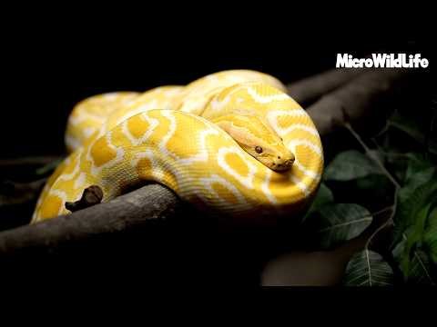 Albino Burmese Python — The Golden Giant 4K 🐍💛