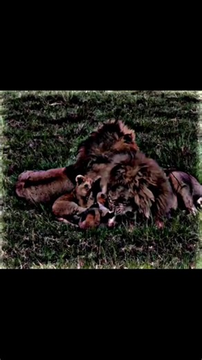 Creative Video Design Tips for Beginners