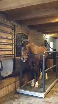 Płyta wibracyjna VIBRO BM Horse, Vibrations Floor VIBRO