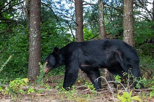 Woman Survives Bear Attack By Punching It In The Face