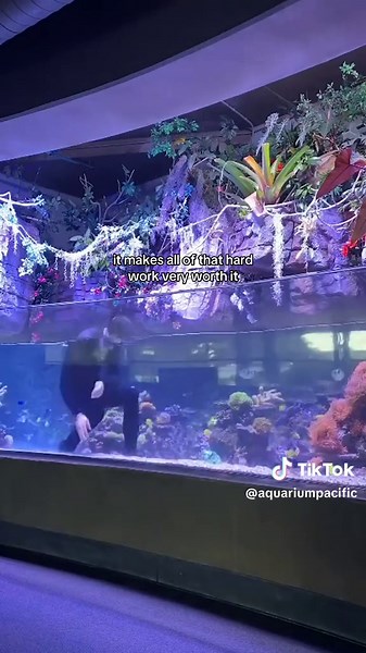 Are they animals? Are they plants? What exactly are corals and why are they important? Aquarist Jay is today’s guests on Aquarium of the Podcific and takes us to coral school. 👨‍🏫🪸 Tap the link in bio to listen, or search “Aquarium of the Podcific” in your favorite podcast app. 🎧 P.S. How many times will we talk about Michael the fish this season? The limit does not exist ✨ #podcast #aquariumofthepacific #coral #coralrestoration #SECORE