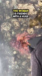 This Octopus is Friends with a Woman--❤️ #OctopusFriend #AnimalFriendship #MarineLife #HeartwarmingStory #720P_HD #CuteAnimals #IncredibleBonds #SeaCreatures #AnimalLovers #InspiringStories #OceanLife #UnexpectedFriendship #MarineBiology #AnimalCompassion #TouchingMoments | Carlv.