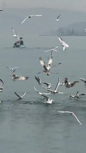 Stunning Seagull Flock Flying Over Coastal Waters