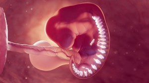 3d rendered medical animation of vertebra of 6 week old embryo