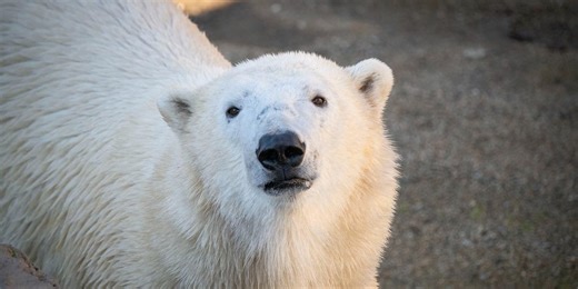 Oregon Zoo welcomes 3-year-old polar bear