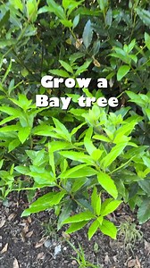 17 reactions · 4 comments | Grow a Bay tree and have fresh leaves whenever you need them. You’ll be amazed at the difference in flavour between fresh and dried leaves. A handy tree to have... We keep ours ultra bushy by pruning regularly, or maybe we just can’t stop picking leaves  | Daleys Fruit Tree Nursery | Facebook