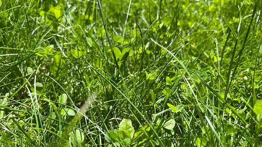 What is No Mow May? Why people do it and how it works