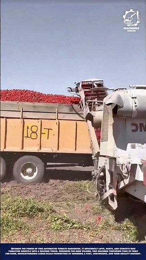 Smart Tomato Harvesting Machine Innovation for Large - Scale Farming
