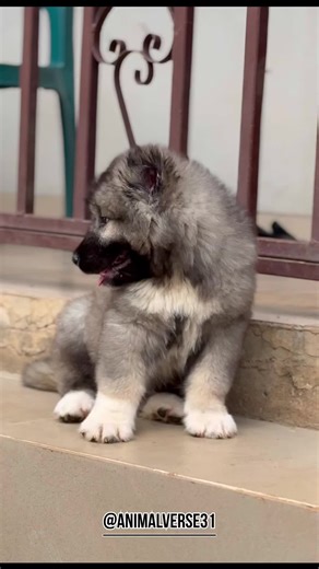 Amazing Animal Transformations from Small to Mighty