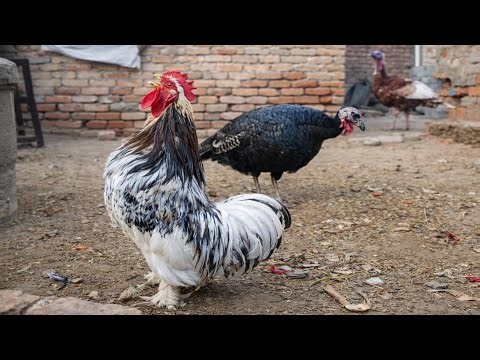 Pekin Bantam Fancy Rooster Crowing with Turkeys in a Rustic Courtyard | Rooster Sound