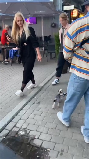 Big dangerous dog 😂😎 💌 | Aviknaga