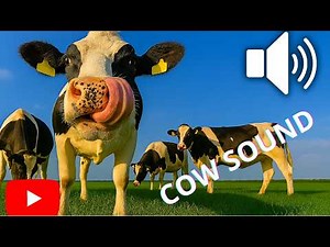 COW SOUNDS | HIGH QUALITY