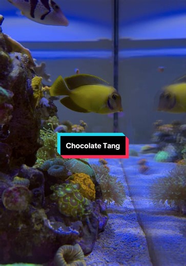 Chocolate Tang: A Colorful Addition to Your Reef Tank