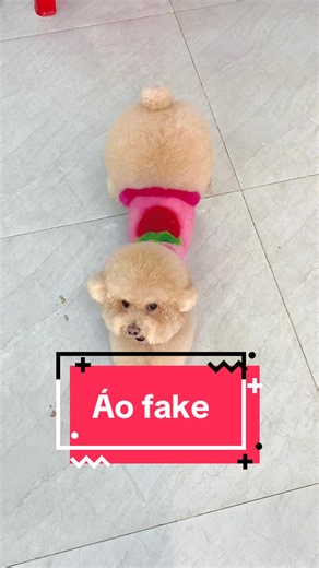 Áo fake cho chó Poodle: Sáng tạo trang phục thú cưng dễ làm