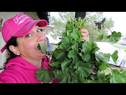 Malva Sylvestris * Wild Edible Plants in My Backyard Series