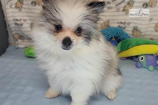 Arnold - Pomeranian Puppy 7063A9