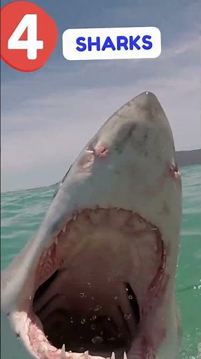 Dive into the Deep: Awesome Shark Facts for Kids 🦈🌊