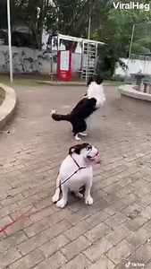795K views · 18K reactions | When in doubt, dance it out  #viralhog #dogs #dance | ViralHog | Facebook