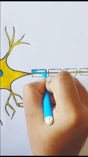 How to draw a Neuron | Full video in the link below. #neuron #biology #ncert #ytshorts