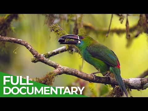 Wild Ecuador: Incredible Creatures from Amazon to Galápagos | Free Documentary Nature