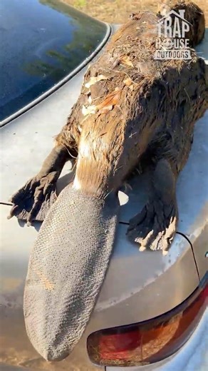 Trapping Out The Camry!!! [Double Beaver Catch] #shorts #trapping