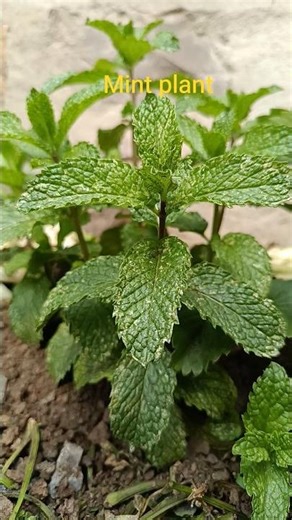 Mint farming #farming #mint #shorts