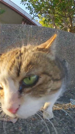 地域猫の集会所に行ってみた #保護猫 #野良猫