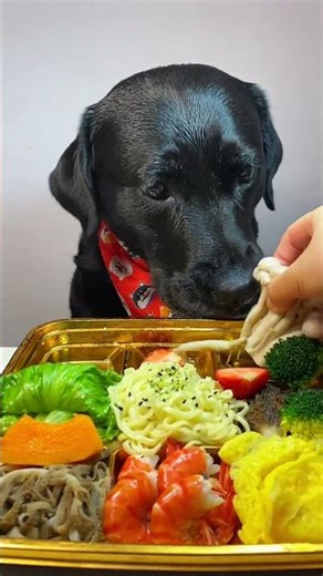 Can my dog eat everything in this bento? #shorts #pets #challenge