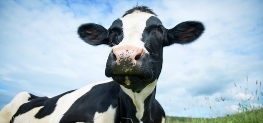 What We Do: Rescue & Refuge for Farmed Animals | Farm Sanctuary