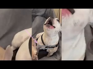 Neighbors Call Police After French Bulldog Screams Like a Human