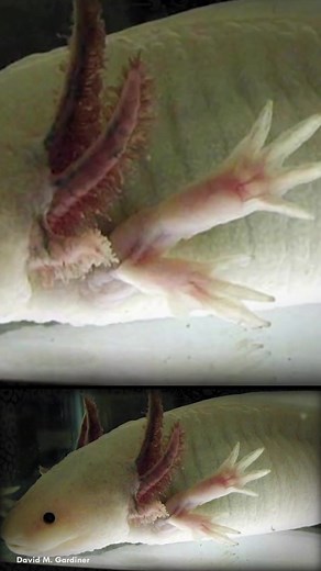 Exploring the Fascinating World of Axolotls