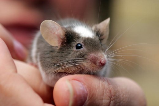 150 Adorable Pet Mouse Names | LoveToKnow Pets
