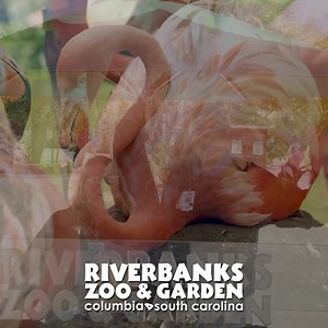 3.7K views · 266 reactions | Join us as we celebrate 48 WILD years here at the Riverbanks Zoo and Garden! Thank you to everyone who has supported our efforts along the way. We are excited for many more years to come! | Riverbanks Zoo and Garden | Facebook