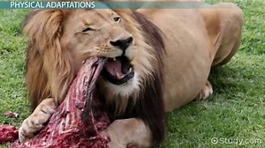 Carnivores | Definition, Characteristics & Examples